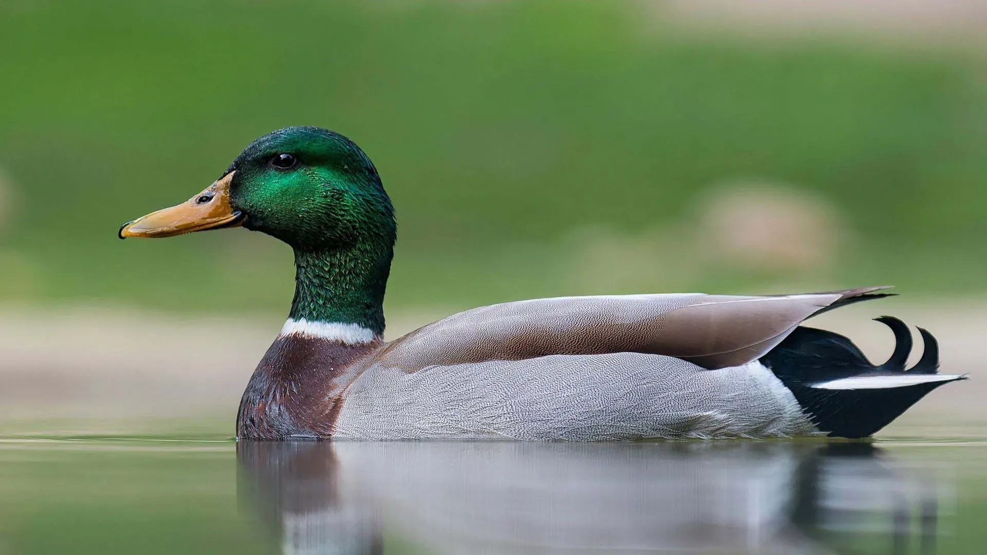 Duck