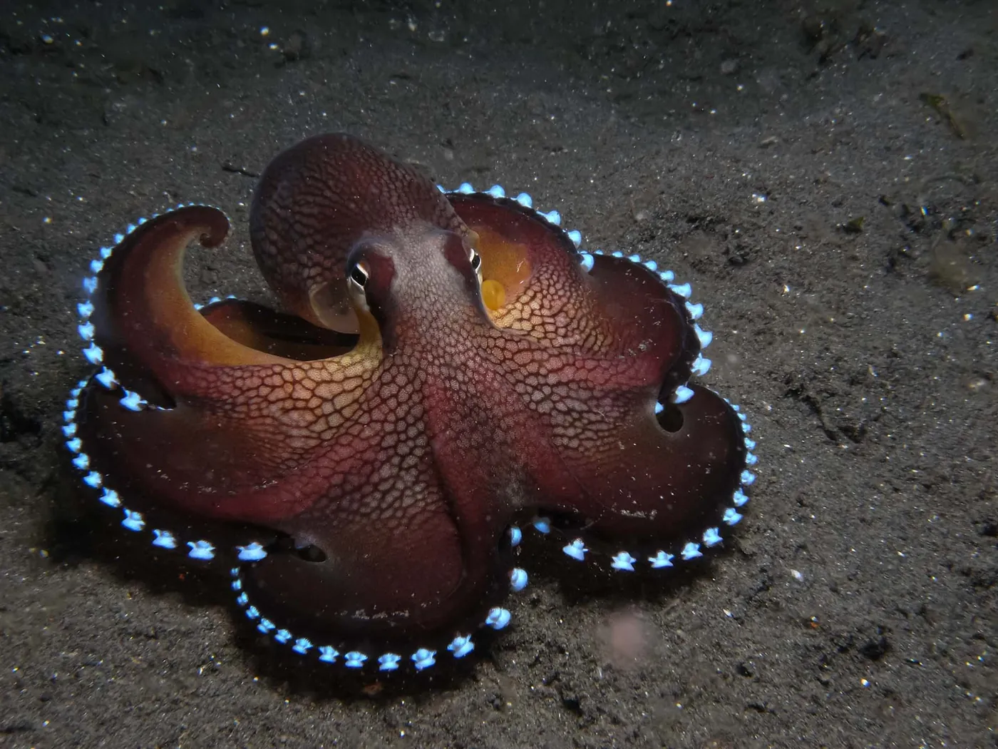 Antalya’da Birden Fazla Oda İçin Rota Octopus Mini VRF Sistemi